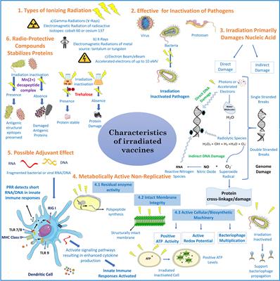 Advances in Irradiated Livestock Vaccine Research and Production Addressing the Unmet Needs for Farmers and Veterinary Services in FAO/IAEA Member States